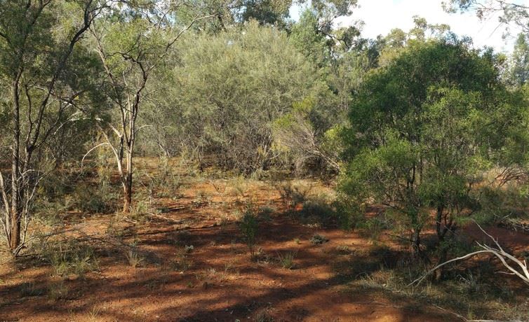 Riparian Forest Riparian Forest