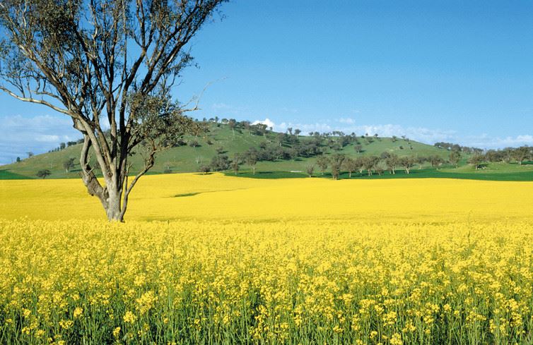 Agriculture Australia Agriculture in Australia