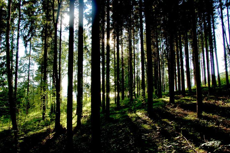 Green Energy Tree Planting